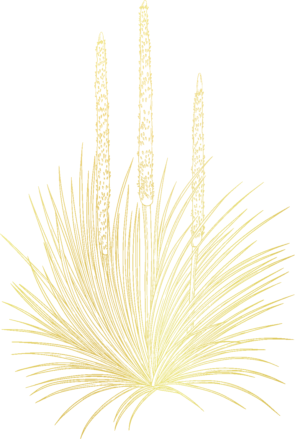 Illustration of a golden desert plant with tall flowering spikes on a dark green background