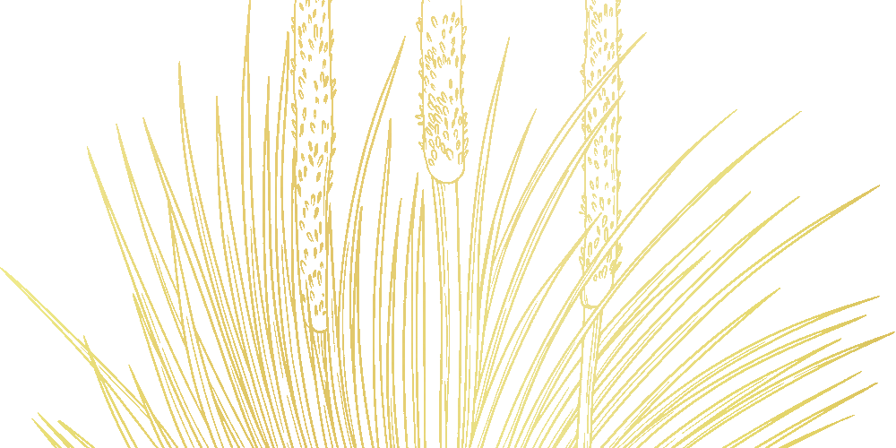 Illustration of a golden desert plant with tall flowering spikes on a dark green background